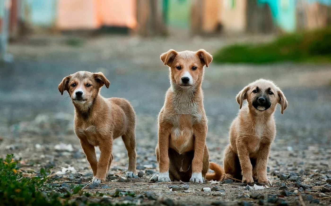 Photo of 3 dogs, used for object detection