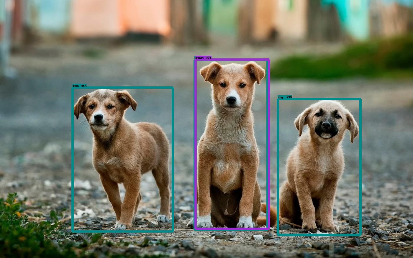 Photo of 3 detected dogs